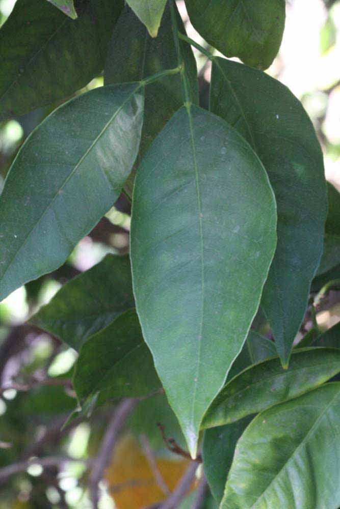            Unifoliolate leaf (Riverside, CA)   